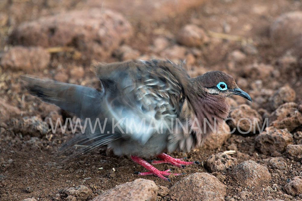 Galapagos Dove shaking its feathers on North Seymour Island, showcasing elegant plumage and unique behavior