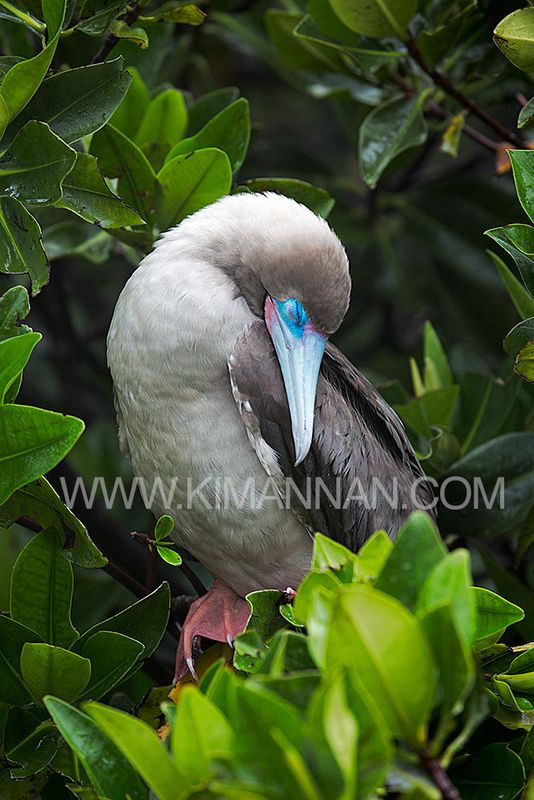 Red Footed Booby sleeping on a tree branch in the Galapagos Islands, showcasing unique adaptation despite its webbed feet