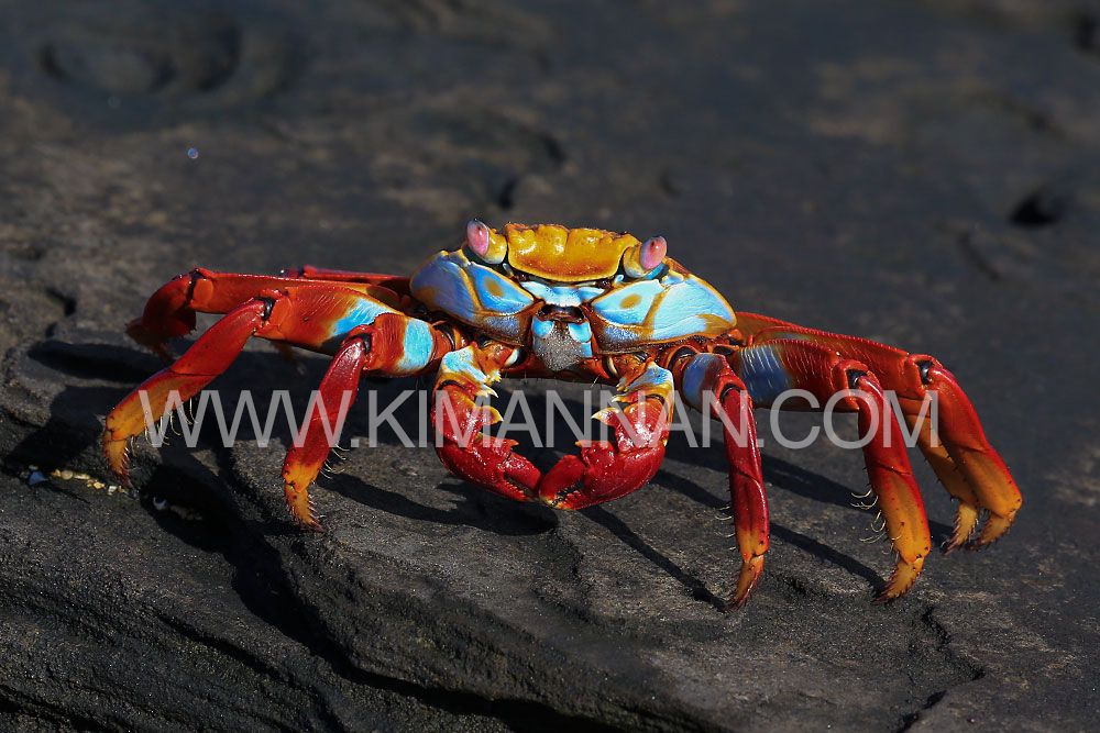Brightly colored Sally Lightfoot Crab with red and blue shell and pale blue underbelly, found in the Galapagos Islands.