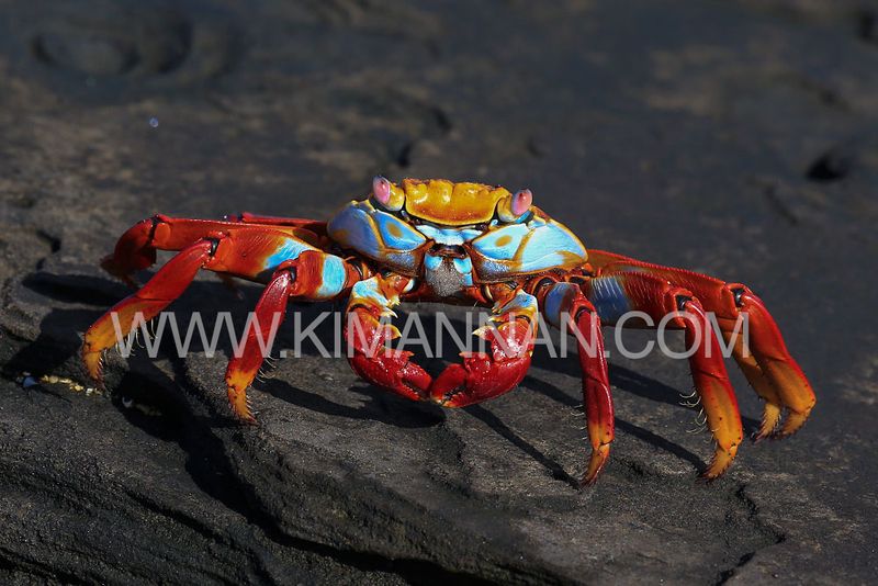 Brightly colored Sally Lightfoot Crab with red and blue shell and pale blue underbelly, found in the Galapagos Islands.