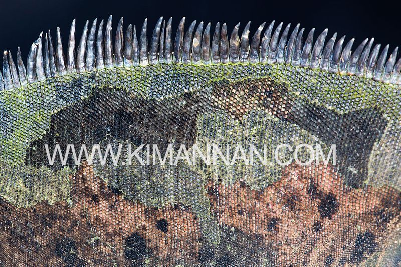 Marine Iguana skin pattern from Española Island, Galapagos, vibrant red and green breeding colors of the 'Christmas Iguana