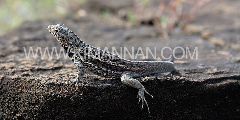 Lava Lizard resting on a rock in the Galapagos Islands, its leg hanging over the edge, showcasing relaxed and unique wildlife