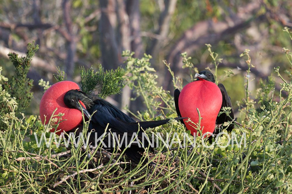 Two male Royal Frigatebirds with inflated red throat pouches in the Galapagos, showcasing their striking courtship display