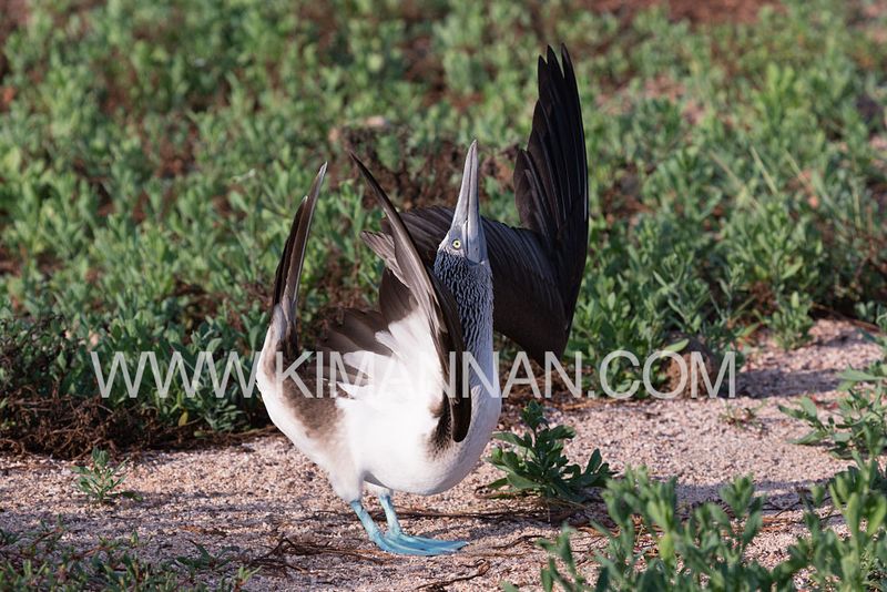 Blue Footed Booby performing sky pointing mating dance in the Galapagos, showcasing vibrant blue feet and unique behavior