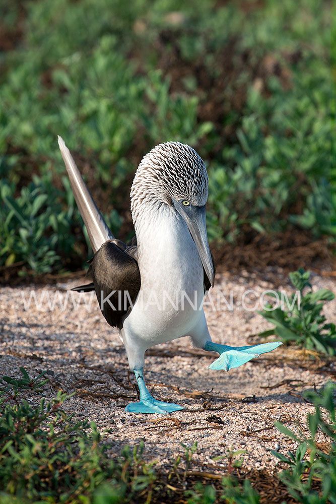 Blue-Footed Boobies dancing with turquoise blue feet during their mating ritual