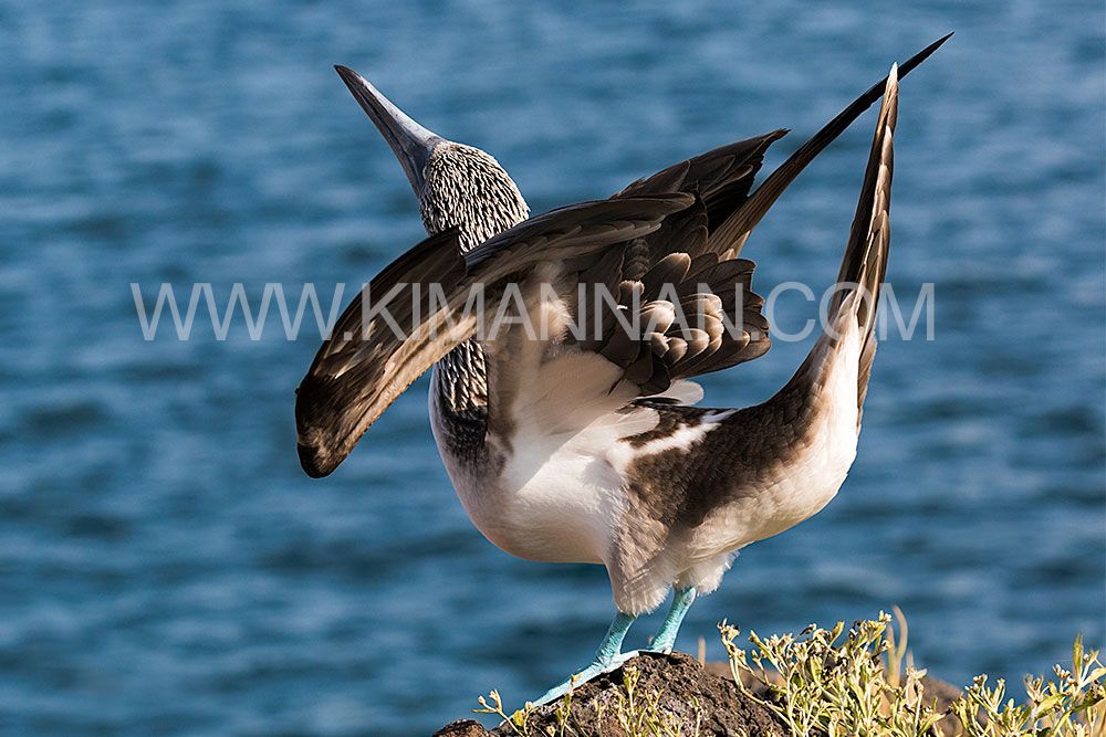 Blue-Footed Boobies dancing with turquoise blue feet during their mating ritual.