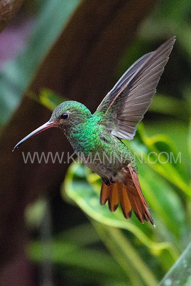 Rufous-Tailed Hummingbird in Ecuador with vibrant green feathers and rufous tail