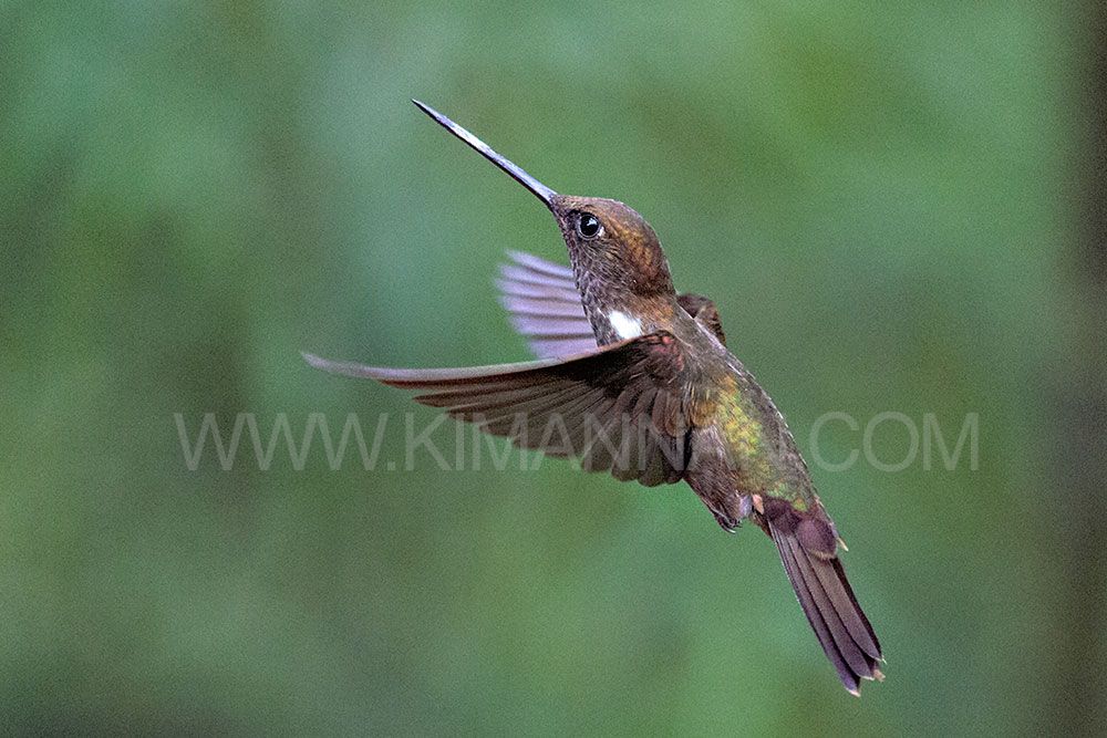 Bronzy Inca hummingbird in flight near Quito, Ecuador