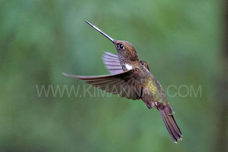 Bronzy Inca hummingbird in flight near Quito, Ecuador