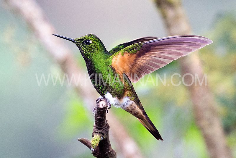 Buff-tailed Coronet hummingbird in Ecuador mid-flight