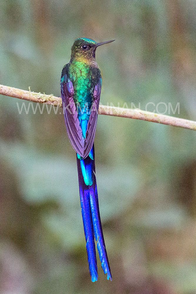 Violet-tailed Sylph Hummingbird in Ecuador with vibrant plumage and elegant tail.