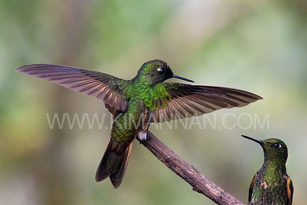 Buff-tailed Coronet hummingbird spreading wings in warning in Ecuador