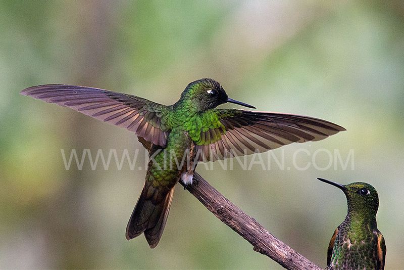 Buff-tailed Coronet hummingbird spreading wings in warning in Ecuador
