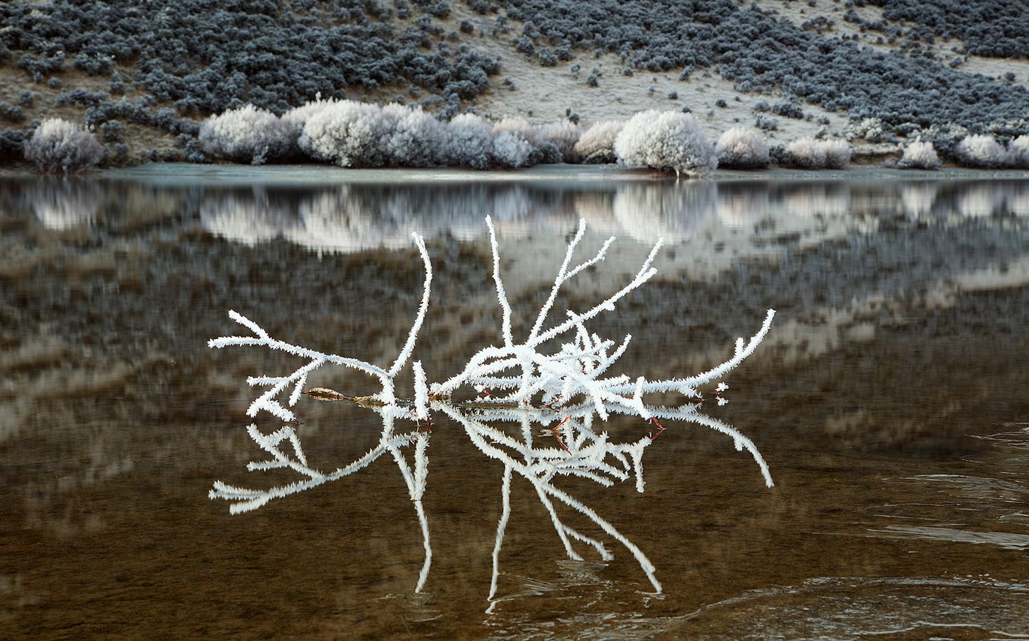 Frozen Branches in Hoar Frost at Lake Pearson