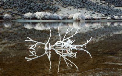 Frozen Branches in Hoar Frost at Lake Pearson