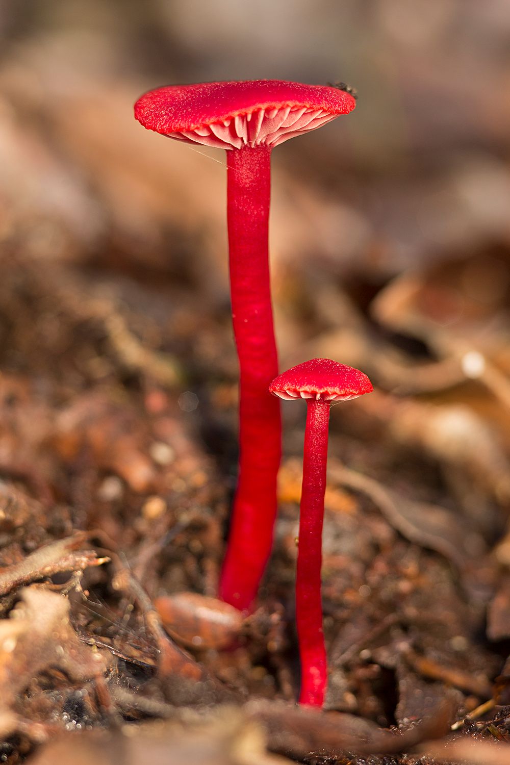 Close-up of vibrant red fungi with unique shape.