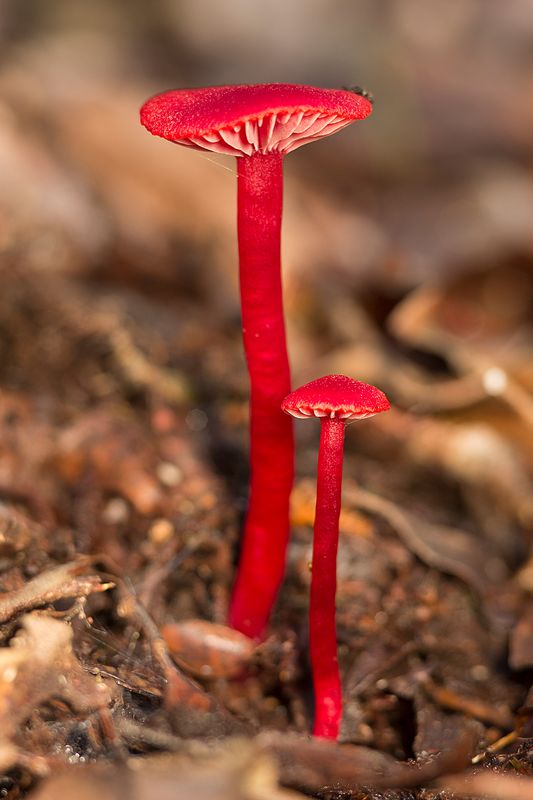 Close-up of vibrant red fungi with unique shape.