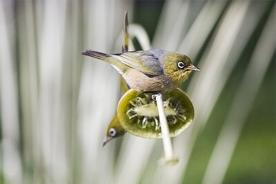 Silvereye feeding on Kiwifruit