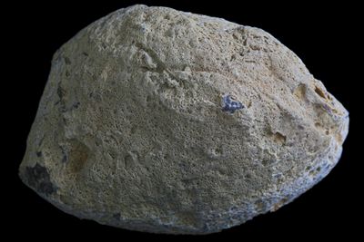 For Alex Brown - Light Fortification with a milky white centre.  Nice Pattern