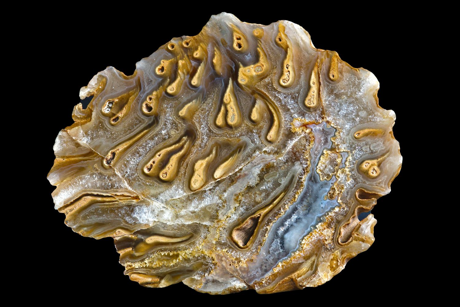 Tadpole Agate Photograph