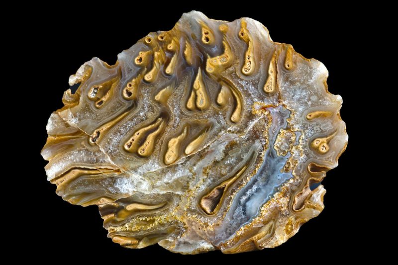 Tadpole Agate Photograph
