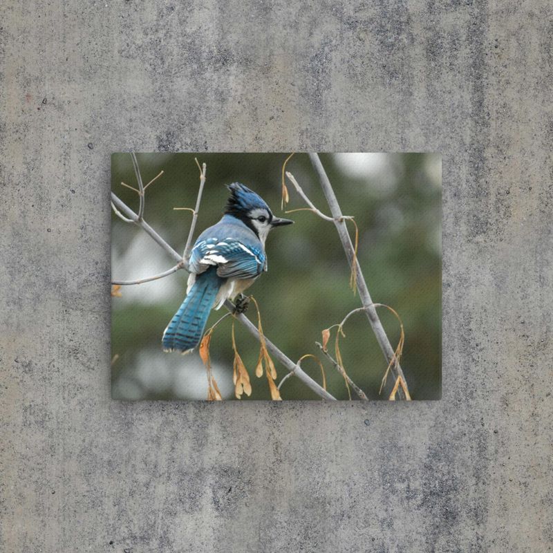 Blue Jay - Thin Canvas Wrap 9x12