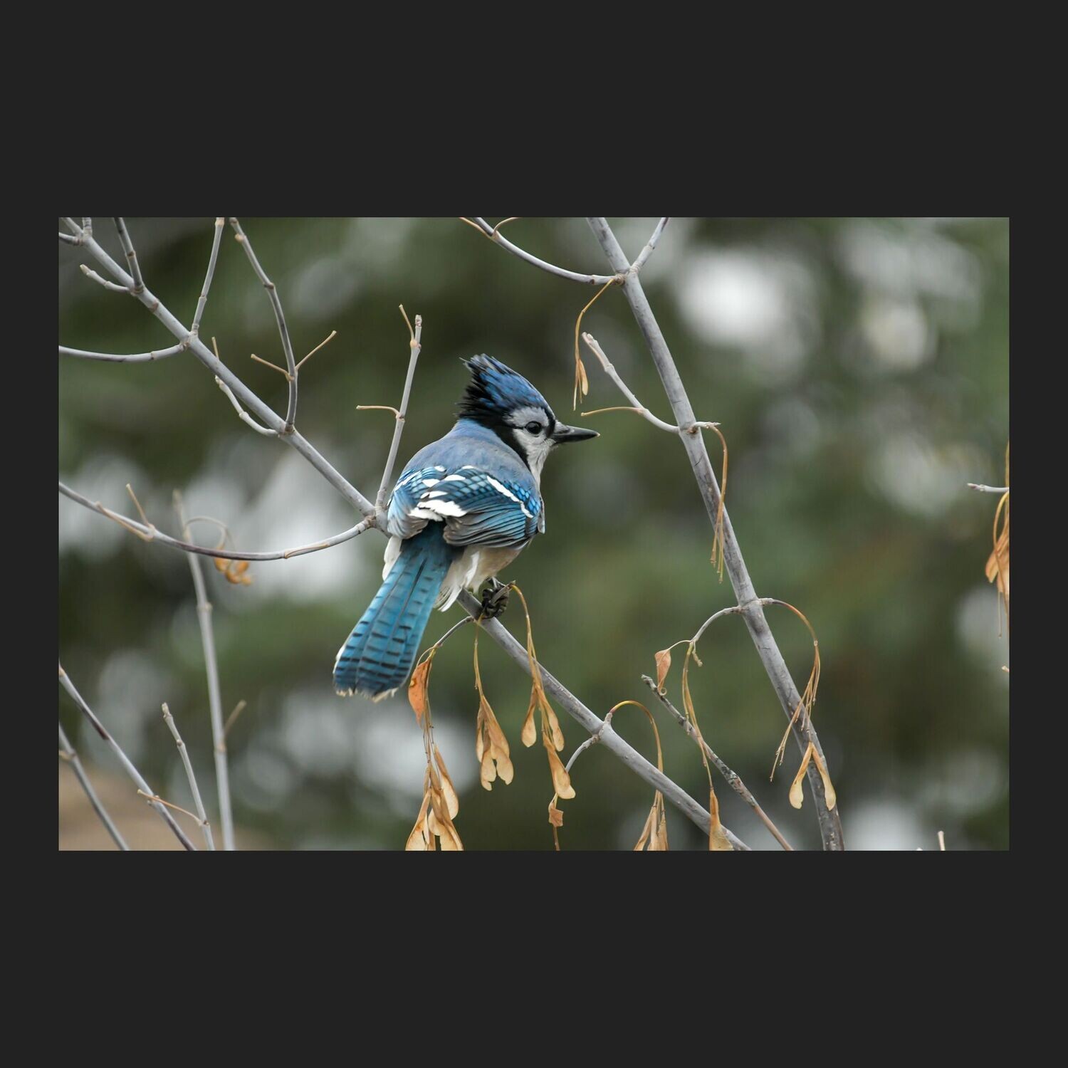 Blue Jay perched and watchful