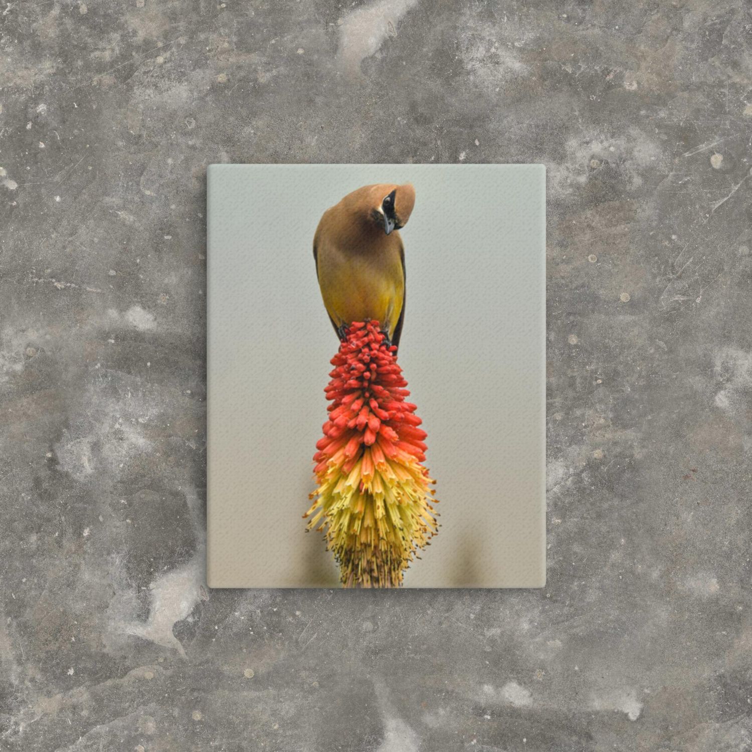 Lucid Times Cedar Waxwing rides the Red Hot Poker Thin Canvas Wrap 8x10