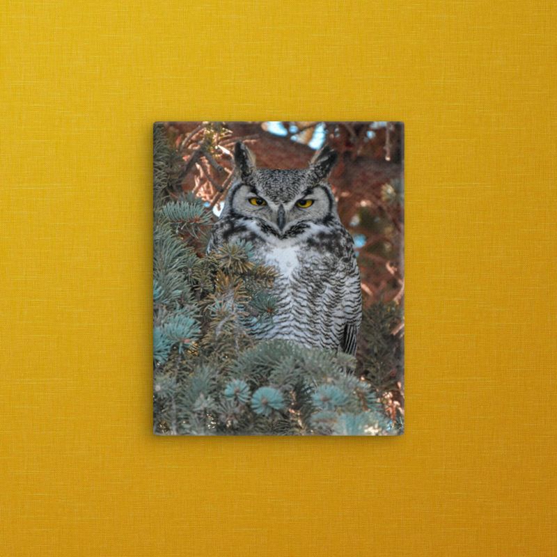 Great Horned Owl glaring Thin Canvas Wrap 8x10