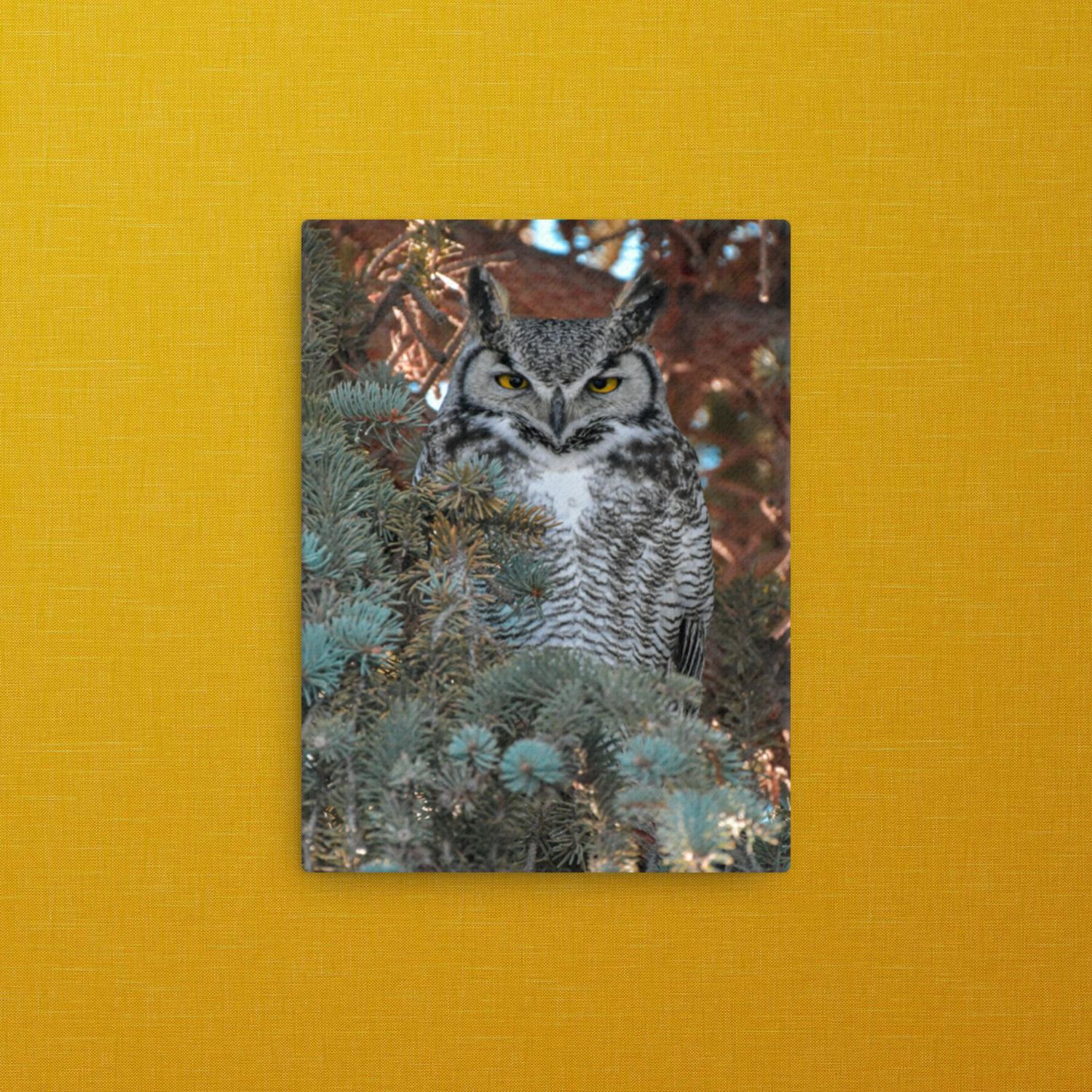 Great Horned Owl glaring Thin Canvas Wrap 9x12