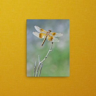 Female Western Meadowhawk Dragonfly Thin Canvas Wrap 9x12