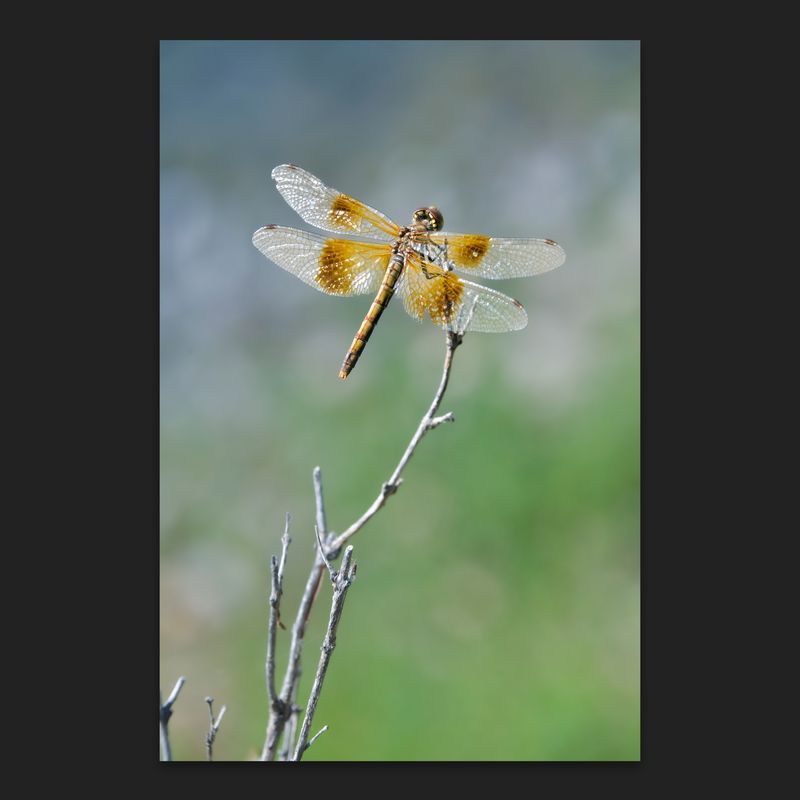 Lucid Times Female Western Meadowhawk Dragonfly hunting