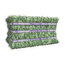 Orchard Grass Standlee 50#