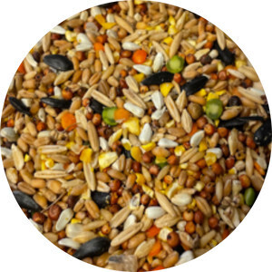 Incredible Scratch 40# Star