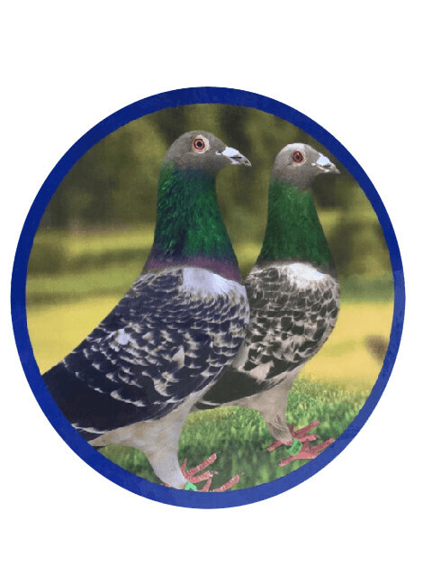 Pigeon Feed 50#