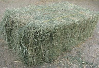 Bermuda Bale
