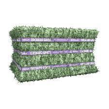 Orchard Grass Standlee 50#