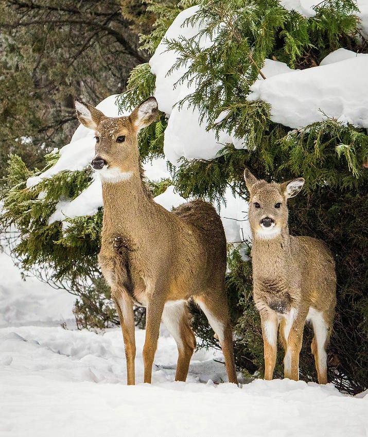 Online Wild Venison Products Shop | Winston Churchill Venison