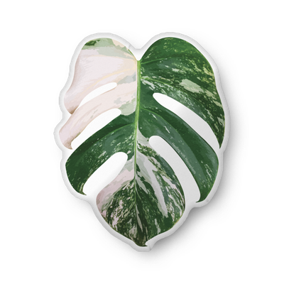 Monstera &#39;Albo&#39; Shaped Pillow