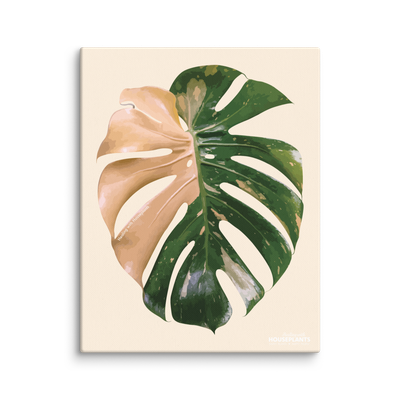 Monstera &#39;Thai Constellation&#39; Canvas
