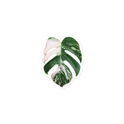 Monstera &#39;albo&#39; Sicker