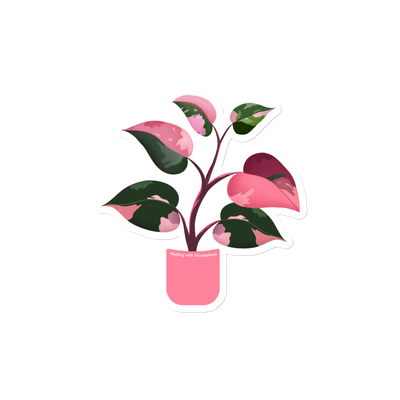 Philodendron &#39;Pink Princess&#39; Magnet