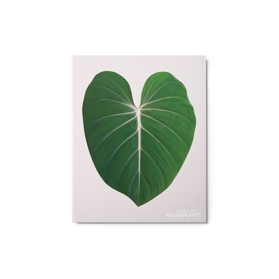 Philodendron &#39;Gloriosum&#39; Leaf Metal Print