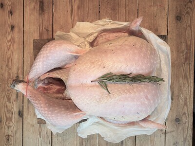 Bronze Turkeys