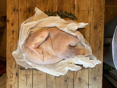 Bronze Demi Turkeys