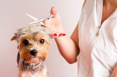 Peluquería para perros