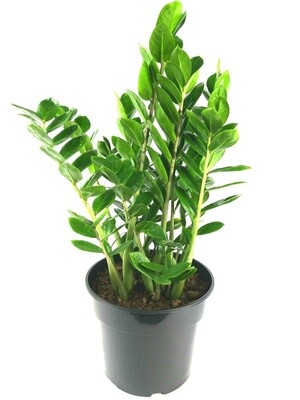 Zamioculcas zamiifolia - ZZ Plant 19cm