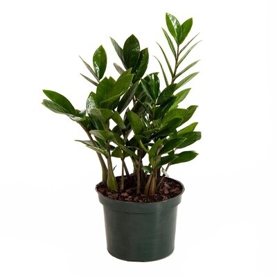 Zamioculcas zamiifolia - ZZ Plant 14cm