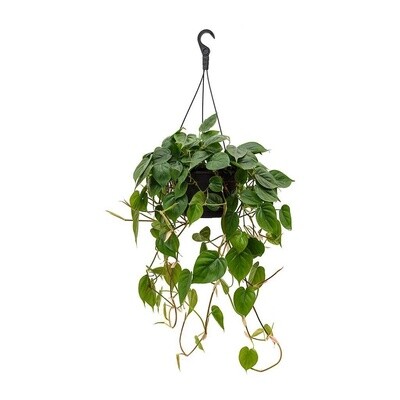 Philodendron Scandens Hanging Basket 16cm