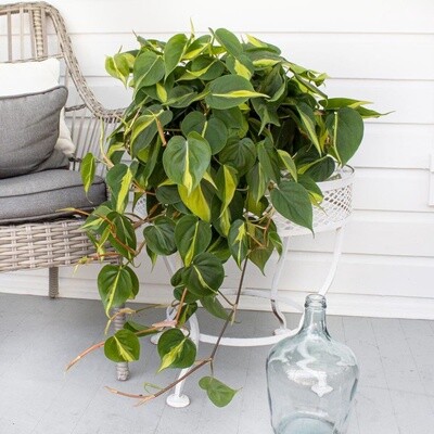 Philodendron Scandens Mica &#39;Brasil&#39; Hanging Basket 16cm